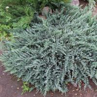 Можжевельник горизонтальный Блю Чип (Juniperus horizontalis Blue Chip), H60-80  C7,5